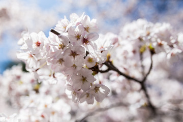 Sakura flower blooming.
