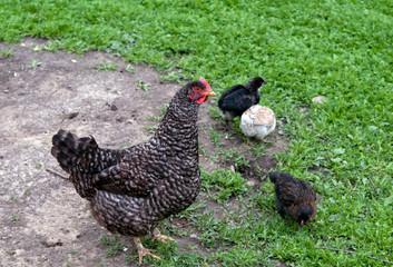 hen with chickens