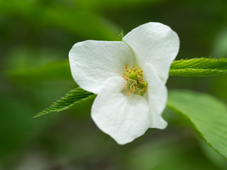 美しいシロヤマブキ