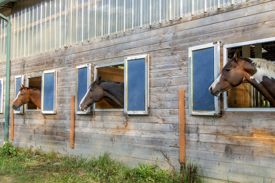 Horses peeking out of barn
