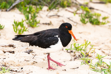 Oyster Catcher on the beach
