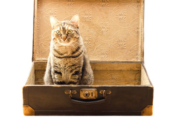 Cat in the old vintage suitcase