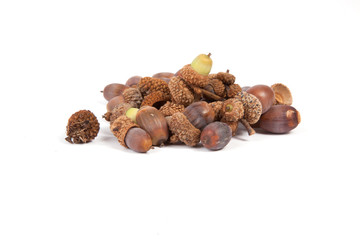 Acorns