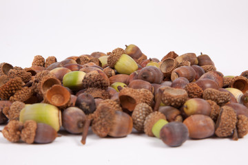 Acorns