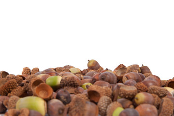 Acorns