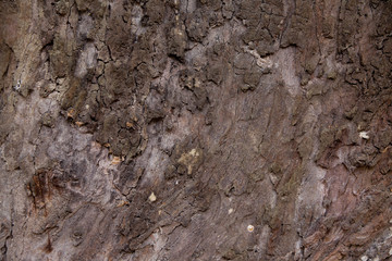 Tree bark texture background.