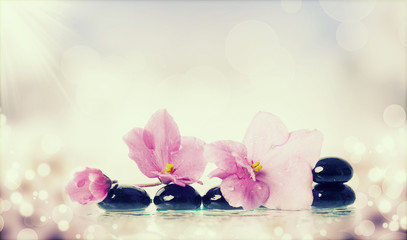 Fototapeta na wymiar Black spa stones and flower on colorful background