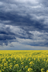 Fototapeta premium dramatic storm sky over canola field