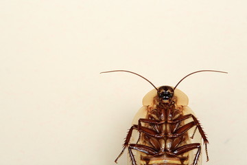 funny death's head cockroach (blaberus craniifer)