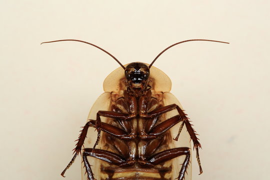 funny death's head cockroach (blaberus craniifer)