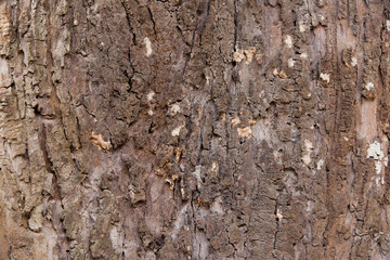 Tree bark texture background.