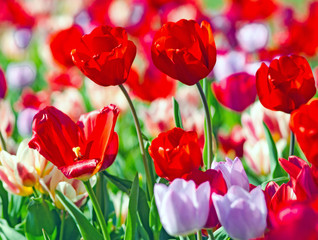 Frühlingserwachen: Buntes Tulpenfeld :)