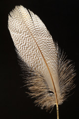 feather of Common Pochard (Aythya ferina)