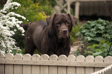 chocolate labrador