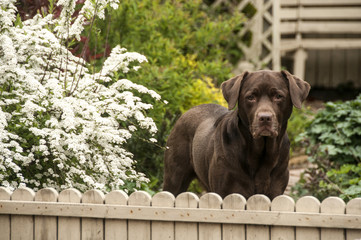 chocolate labrador in garden