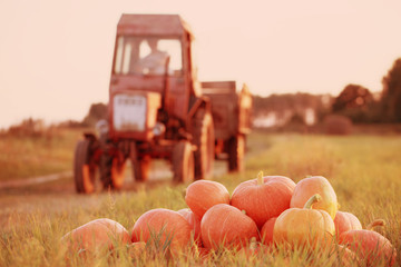 pumpkins and tractor in field