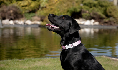 black lab
