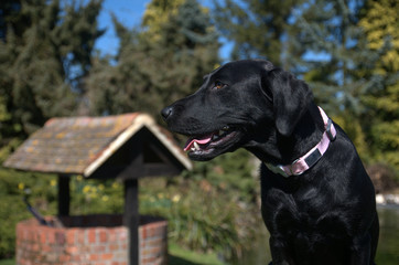 black lab