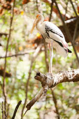 The Painted Stork (Mycteria leucocephala) is a large wading bird