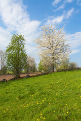 Flowering cherry tree