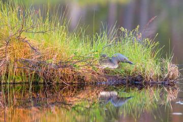 Red throated loon