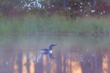 Red throated loon at dawn
