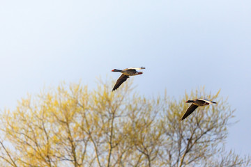 Two Greylag geese flying