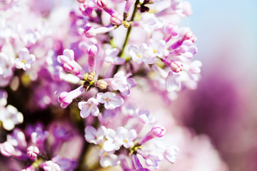 Fragrant lilac blossoms (Syringa vulgaris).