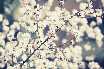 Spring blossom - retro styled photo