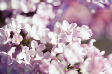 Fragrant lilac blossoms (Syringa vulgaris).