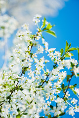 Flowers of the cherry blossoms on a spring day