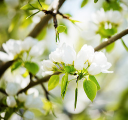 A blooming branch of apple tree in spring