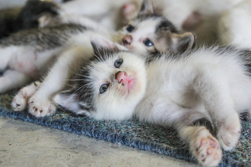 Obraz premium two kitty cat