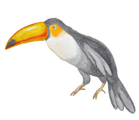 Watercolor toucan