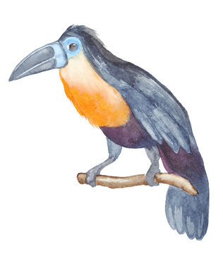 Watercolor tropical bird