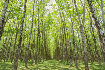 Rubber Tree