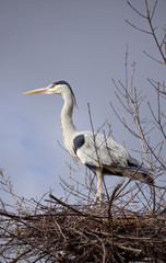 grey heron