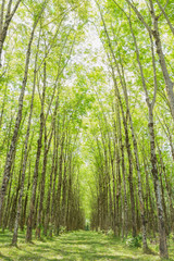 Fototapeta premium Rubber Tree