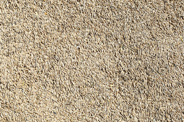 natural oat grains background