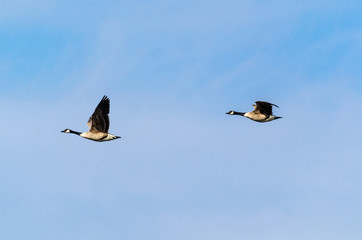 Kanadagänse Paar fliegt vor blauem Himmel