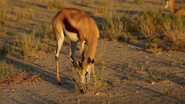 Springbok antelope feeding, Kalahari desert