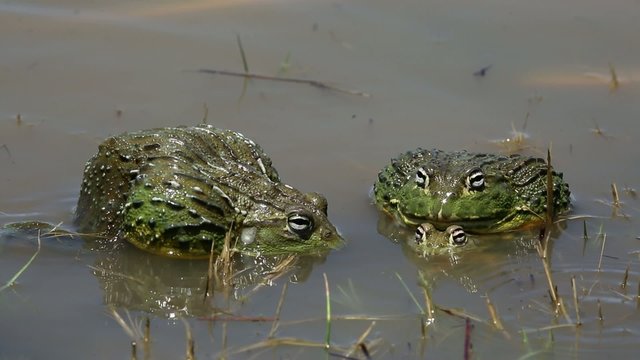 Mating and fighting African giant bullfrog