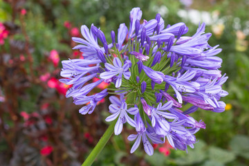 agapanthe, lis du nil