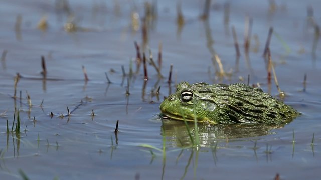Mating African giant bullfrogs