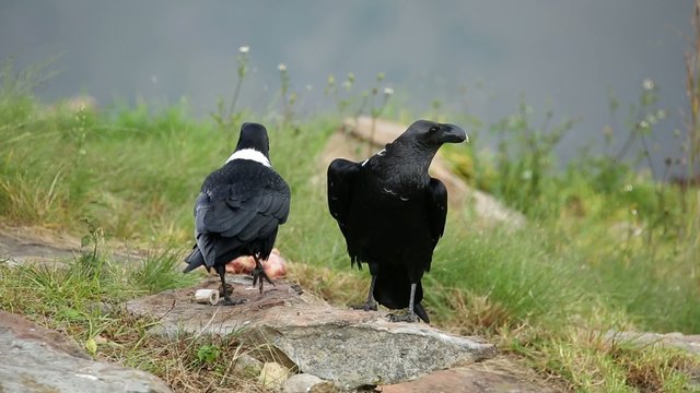 White-necked ravens (Corvus albicollis)