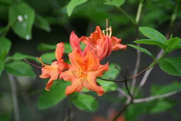 Flor Rhododentro