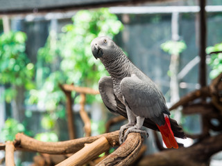 African Grey Parrot