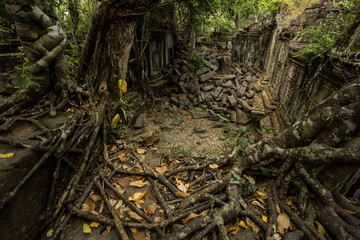 Beng Mealea roots and stones