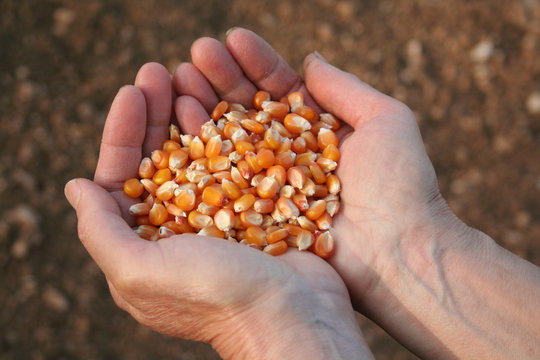 chicchi di mais tenuti in mano con sfondo naturale