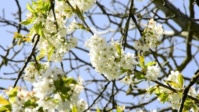 Obstbaumbl&uuml;te im Fr&uuml;hjahr
